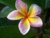 plumeria-2